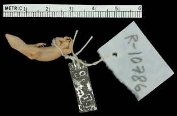 Media type: image;   Herpetology R-10786